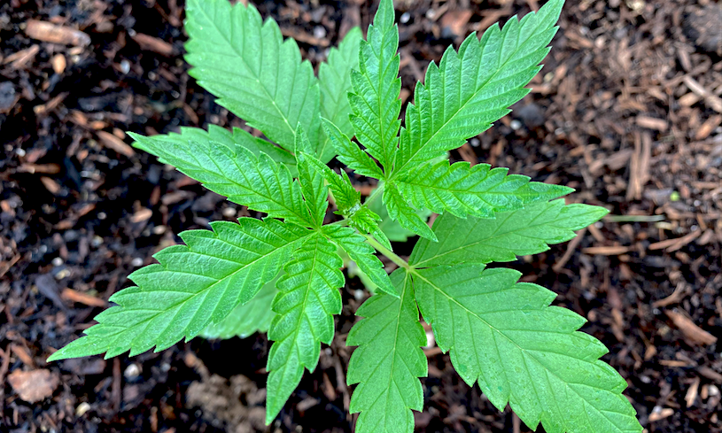 Schumer To Unveil Federal Marijuana Legalization Bill On Wednesday | Marijuana Moment